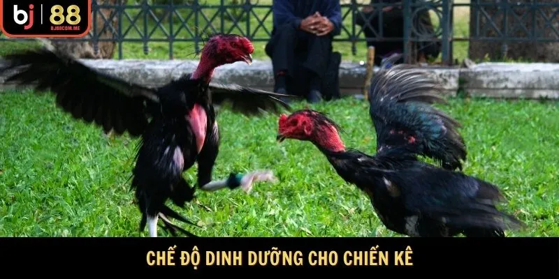 Chế độ dinh dưỡng toàn diện