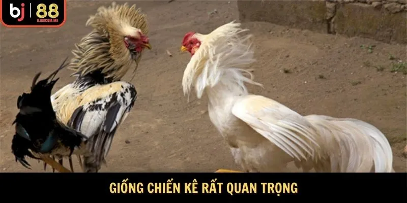 Chọn giống chiến kê tốt