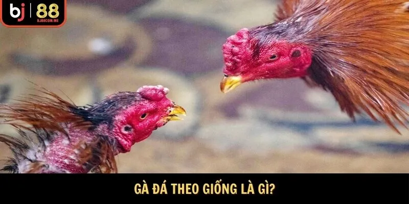 Khái niệm chọn gà đá theo giống là gì?